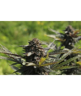 Purple - CBD Weed