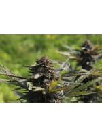 Purple - CBD Weed