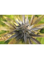 Purple - CBD Weed